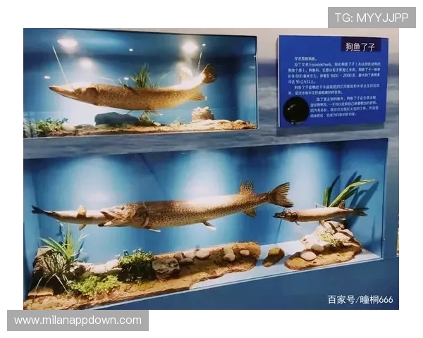 博鱼官方网站常见问题解答全面覆盖玩家关心的各类疑问与解决方案 博鱼官方网站常见问题解答全面覆盖玩家关心的各类疑问与解决方案